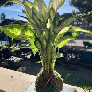 Kokedama Dieffenbachia